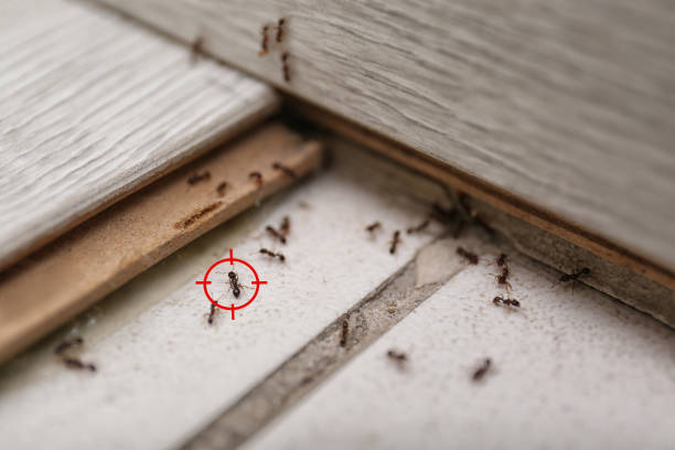 Best Residential Pest Control  in Canyon Creek, WA