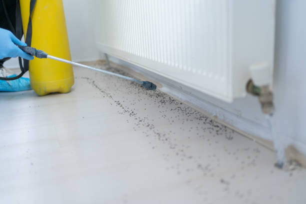 Best Affordable Pest Control Services  in Canyon Creek, WA